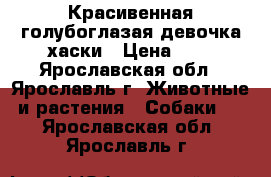 Красивенная голубоглазая девочка хаски › Цена ­ 1 - Ярославская обл., Ярославль г. Животные и растения » Собаки   . Ярославская обл.,Ярославль г.